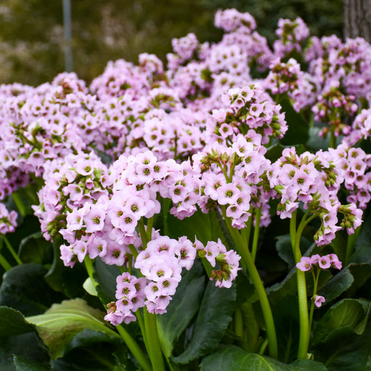 Bergenia x  'Fairytale Romance'