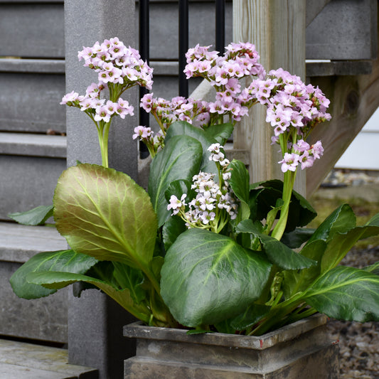 Bergenia x 'Fairytale Romance'