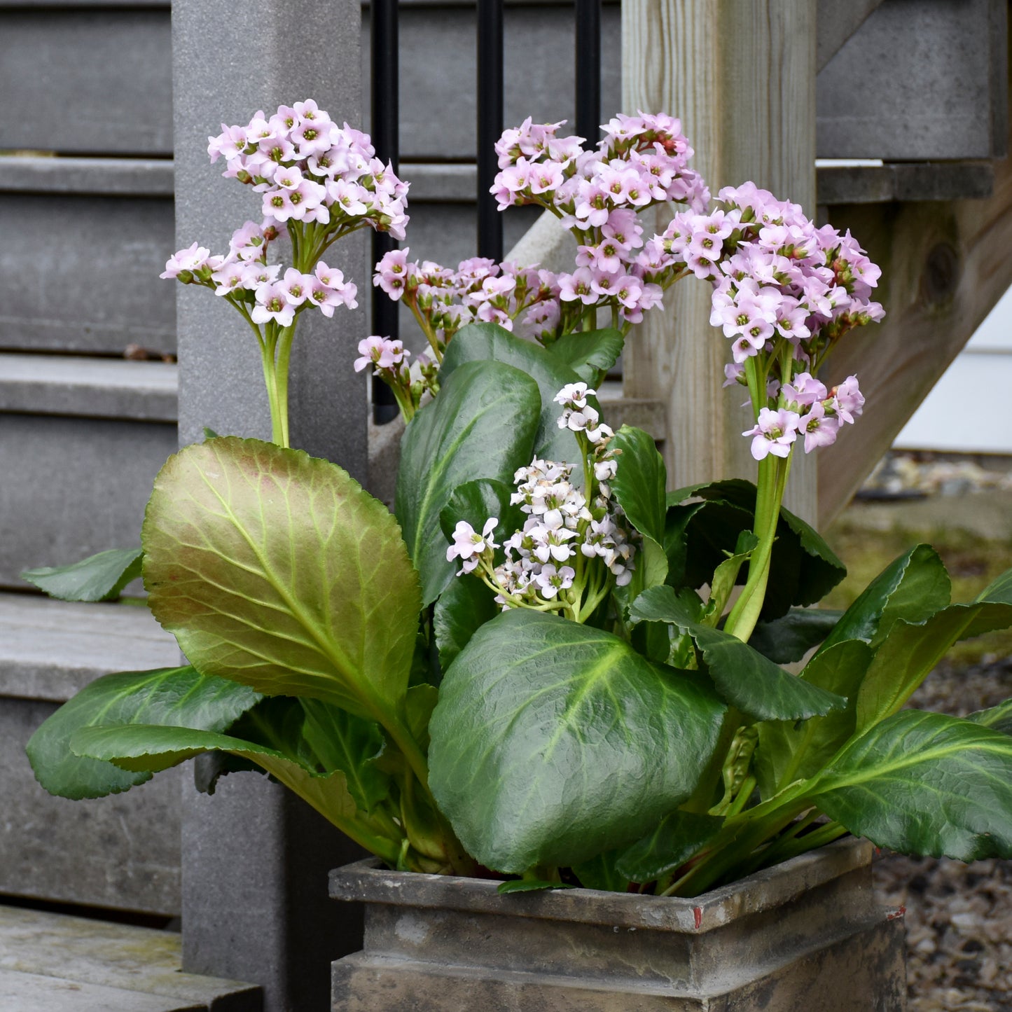 Bergenia x  'Fairytale Romance'