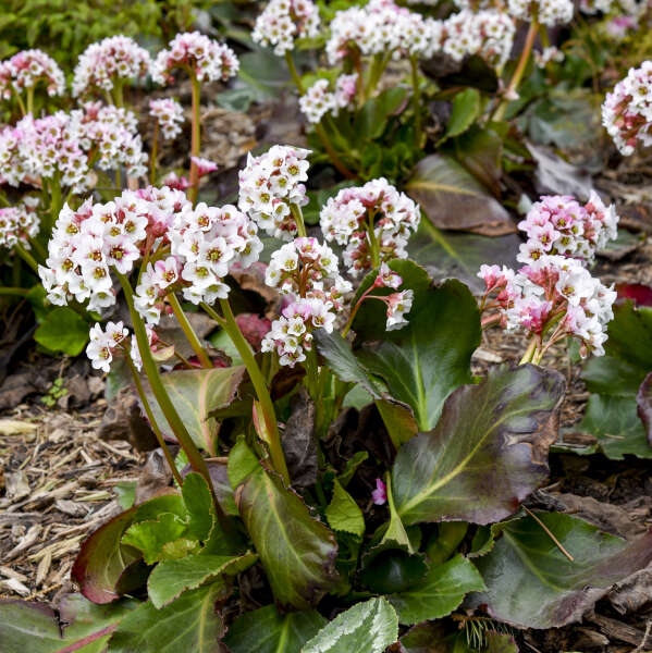 Bergenia x 'Peppermint Patty'