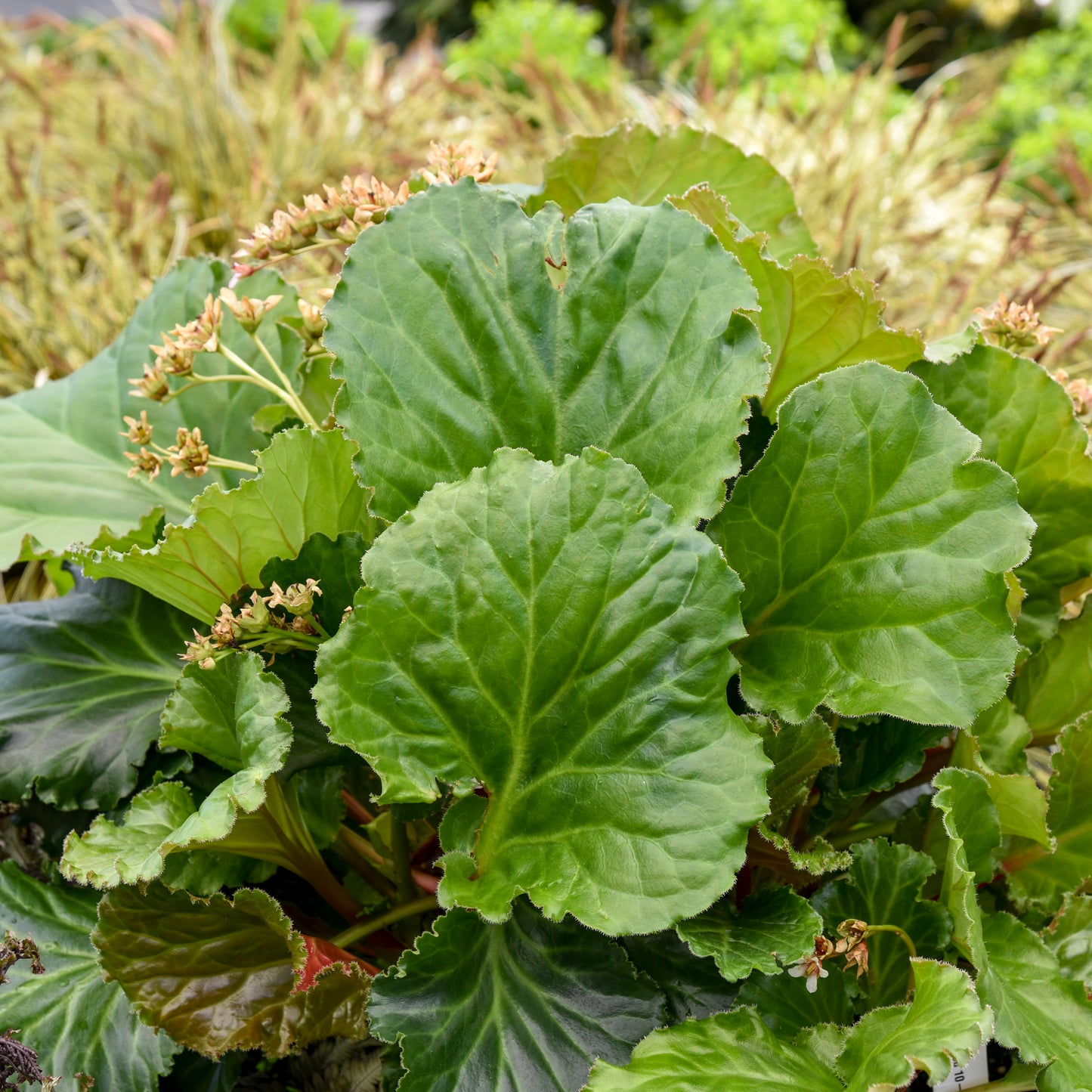 Bergenia x 'Ripple Effects'