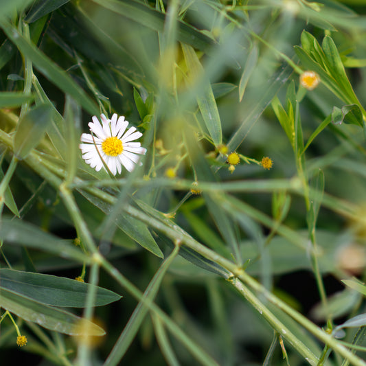 White flower with a yellow center surrounded by green leaves