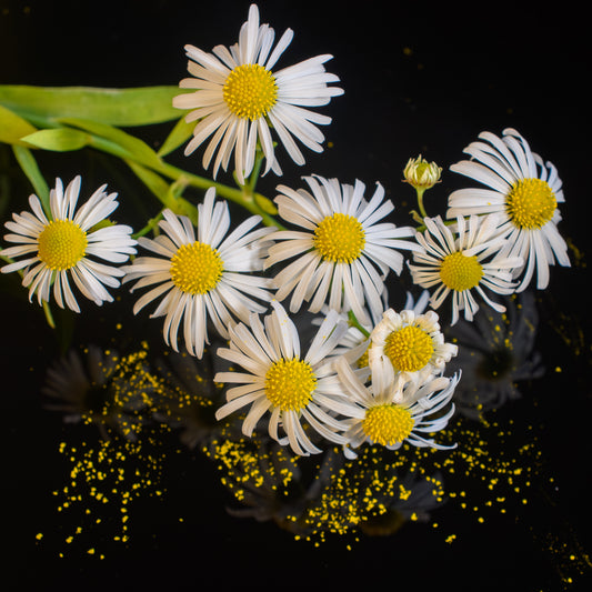 Boltonia asteroides (False aster)