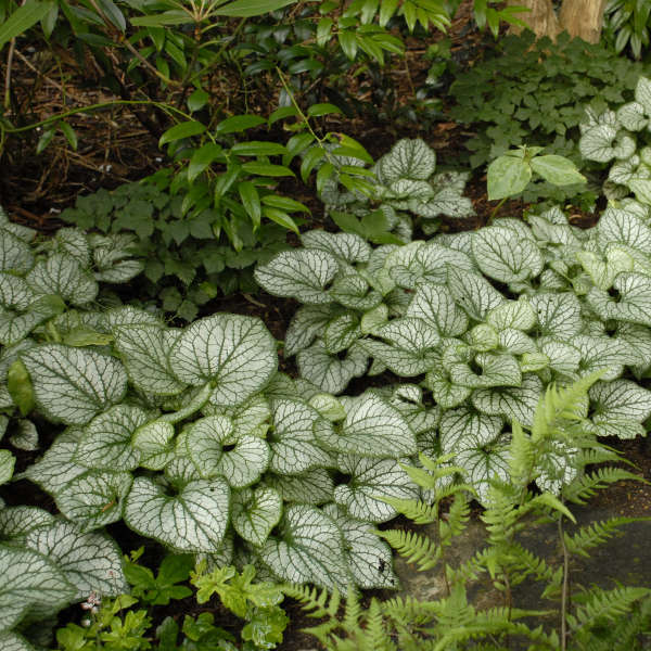 Brunnera macrophylla 'Jack Frost'