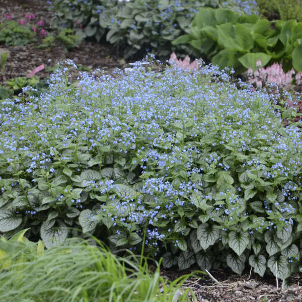 Brunnera macrophylla 'Jack Frost'