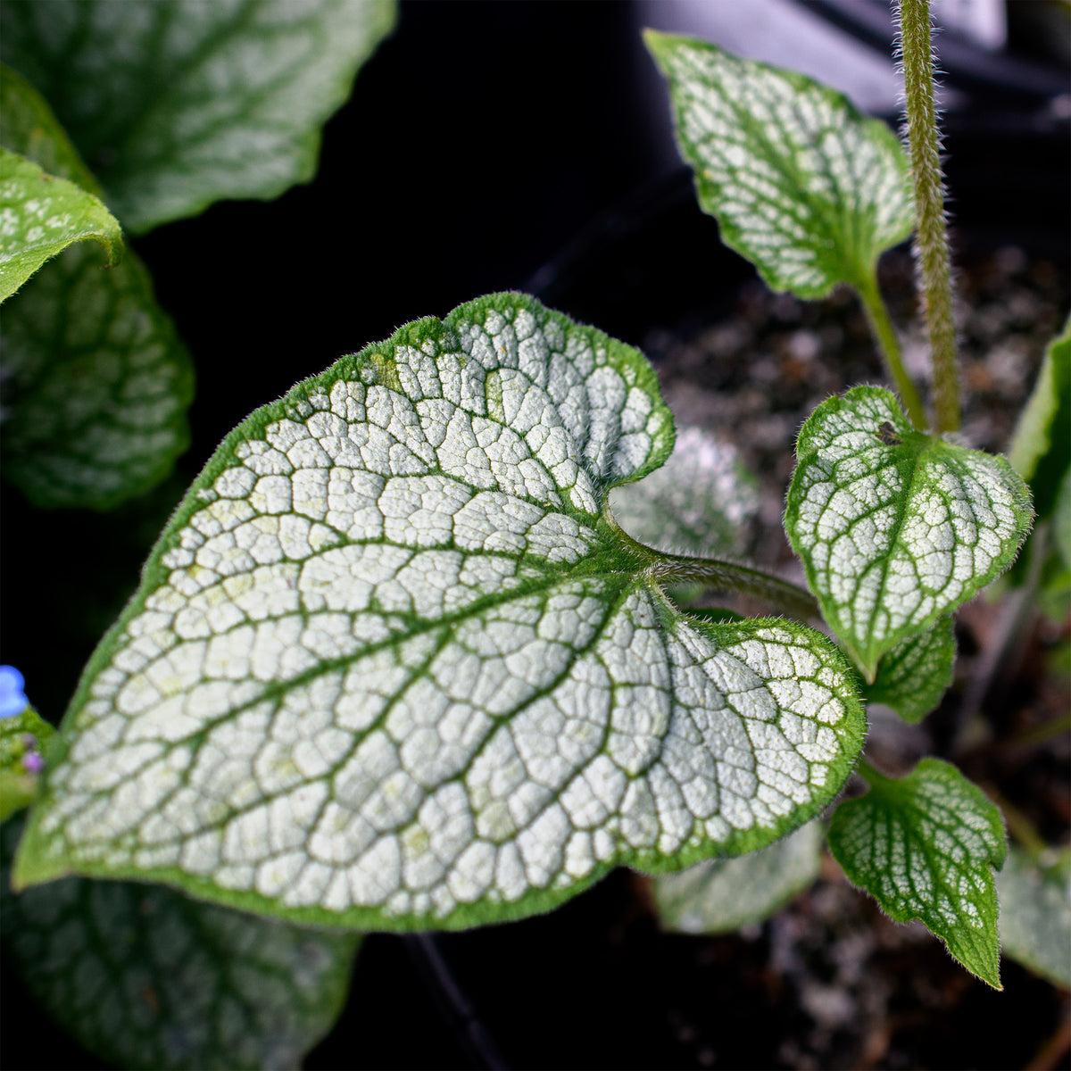 Close-up image of Brunnera macrophylla 'Sterling Silver' leaves with stunning silver veining.