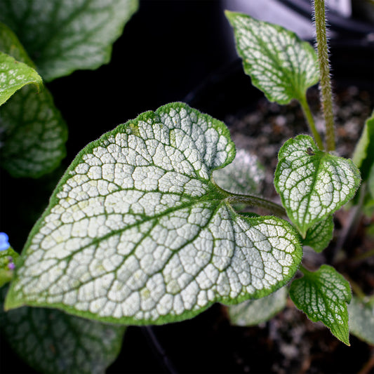 Close-up image of Brunnera macrophylla 'Sterling Silver' leaves with stunning silver veining.