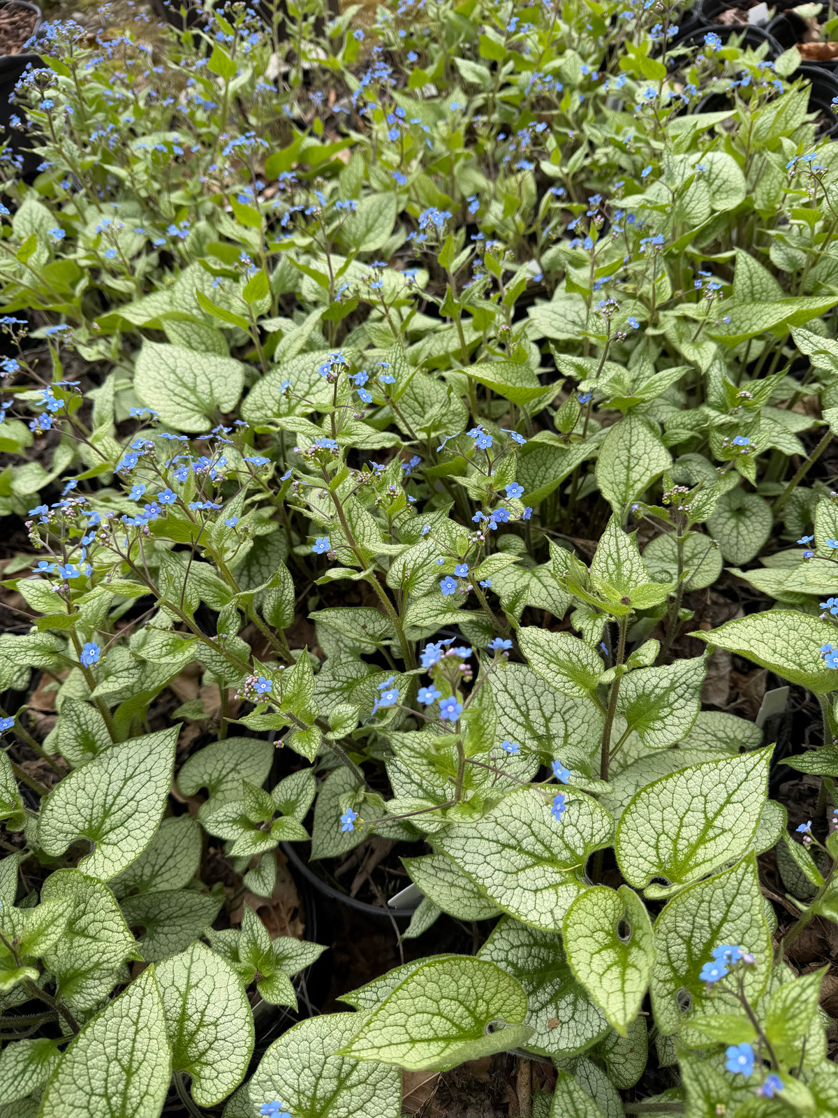 Green plants with small blue flowers in a natural setting