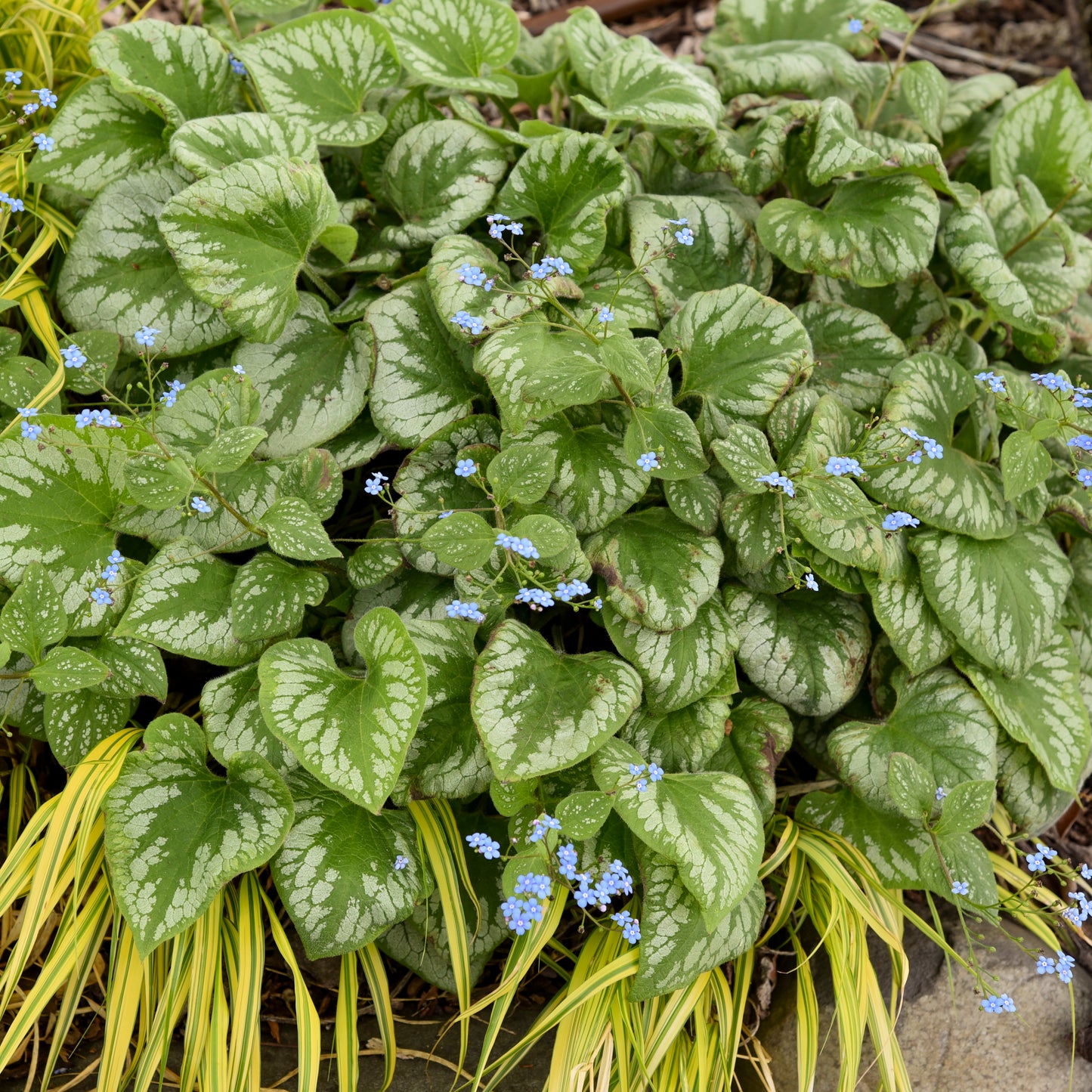 Brunnera macrophylla  'Emerald Mist'