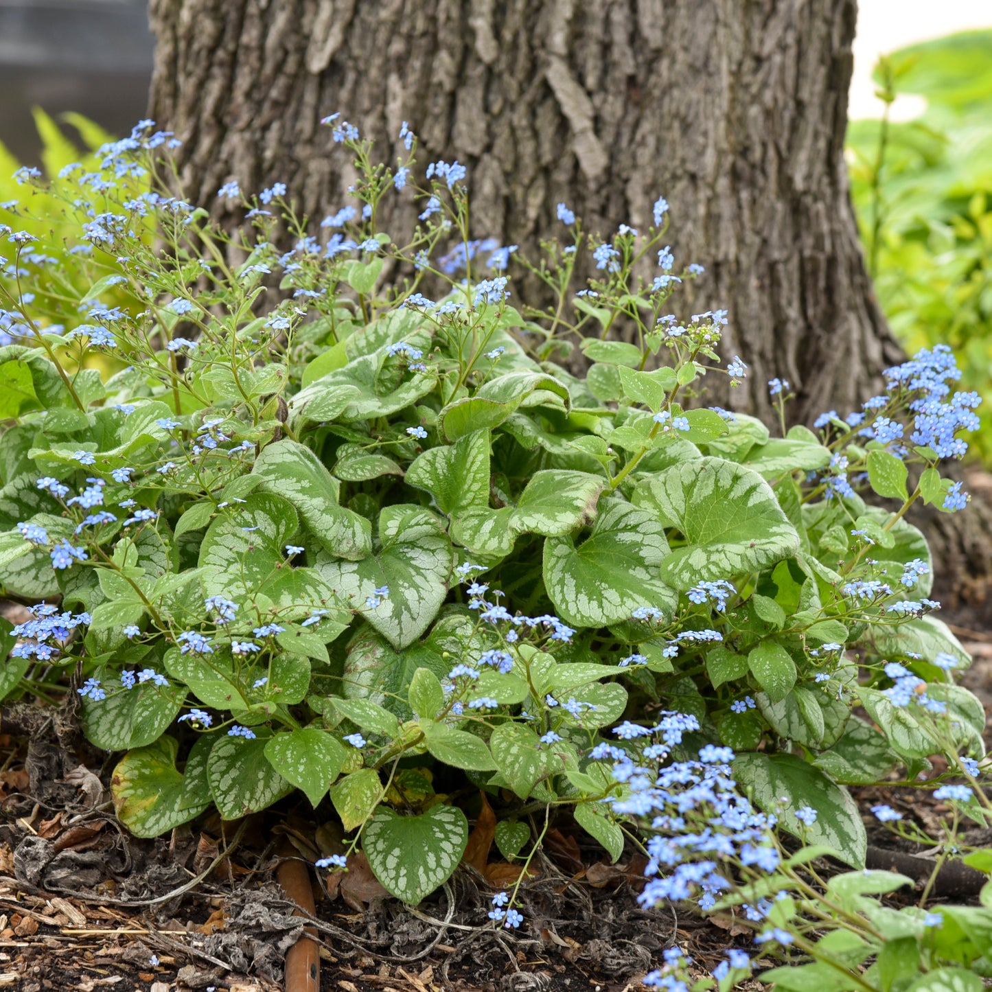 Brunnera macrophylla  'Emerald Mist'