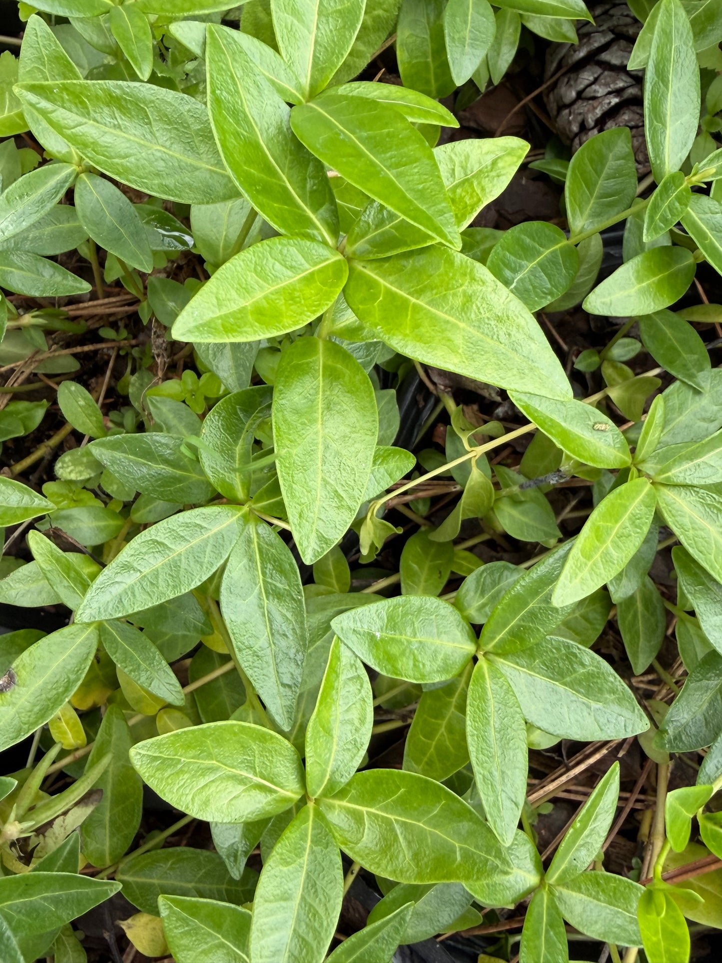 Vinca minor