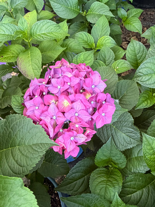 Hydrangea macrophylla Endless Summer® 'Summer Crush'