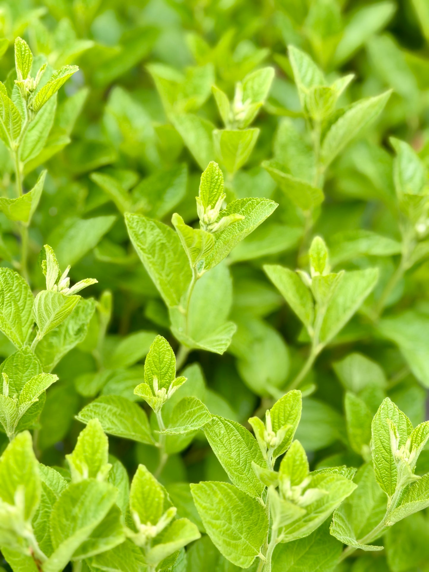 Ceanothus americanus (New Jersey Tea)