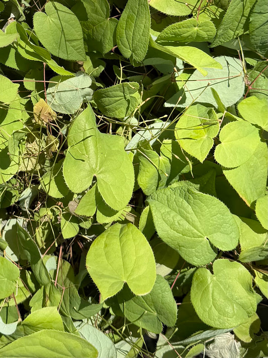 Epimedium 'Raspberry Rhapsody' (Raspberry Rhapsody Fairy Wings)