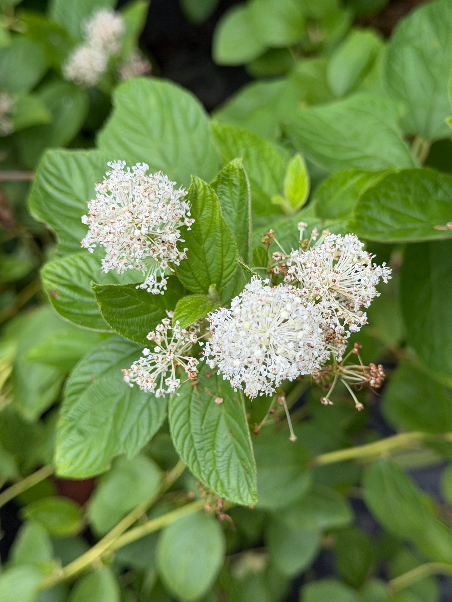Ceanothus americanus (New Jersey Tea)
