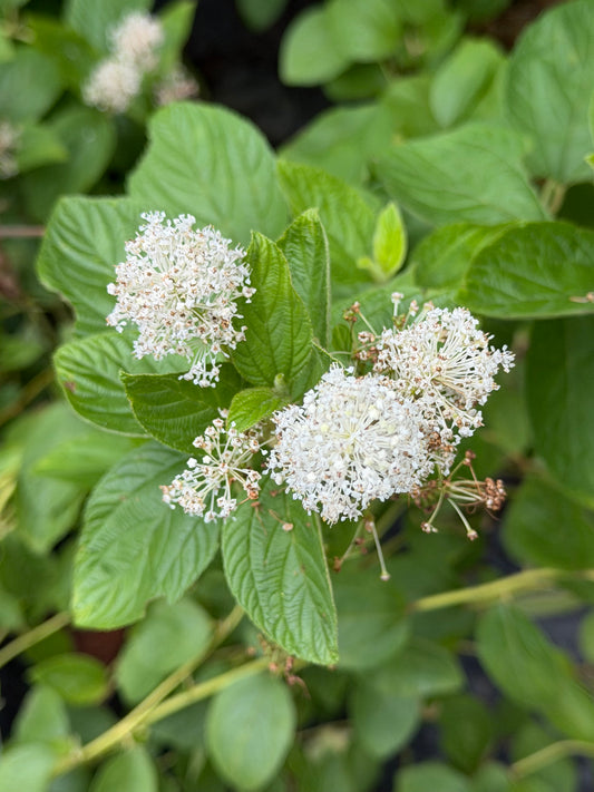 Ceanothus americanus (New Jersey Tea)