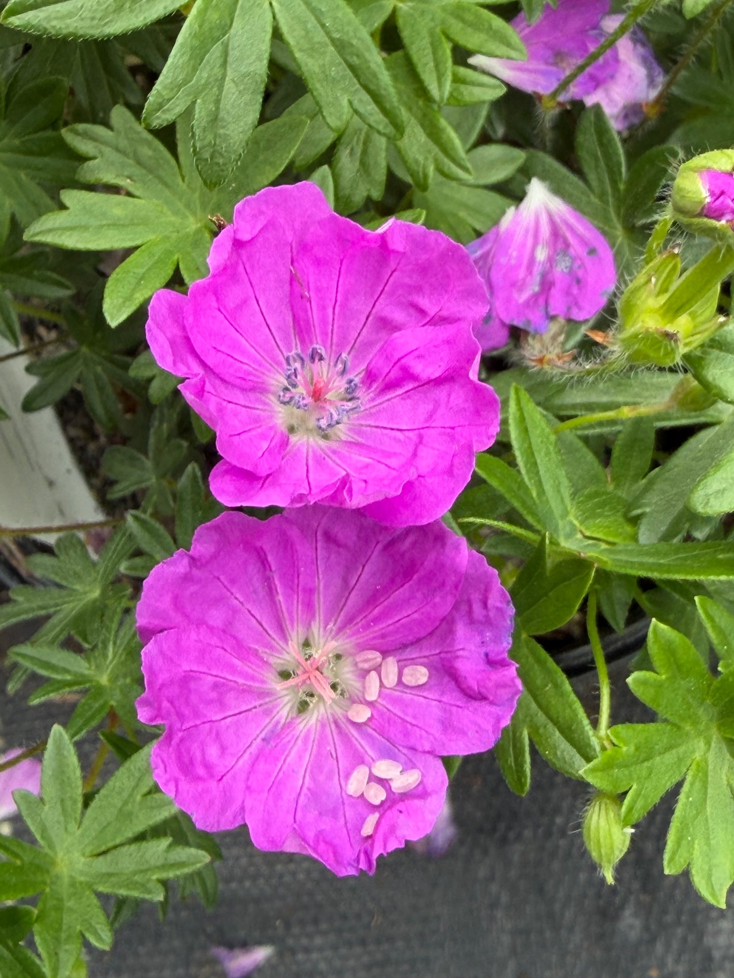 Geranium sanguineum 'Max Frei'