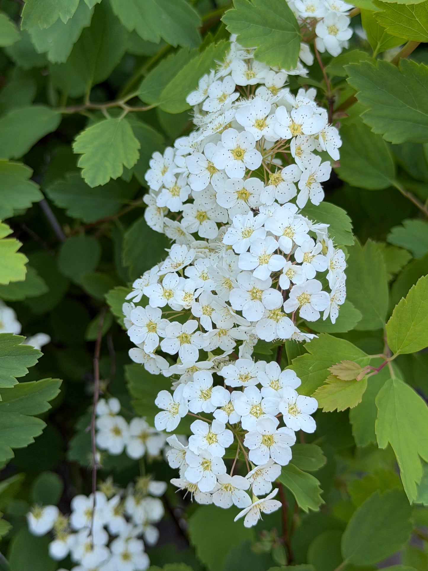 Spiraea vanhouttei 'Renaissance'