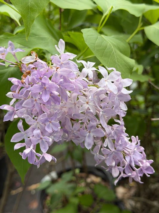 Syringa vulgaris 'New Age Lavender' (Lilac)