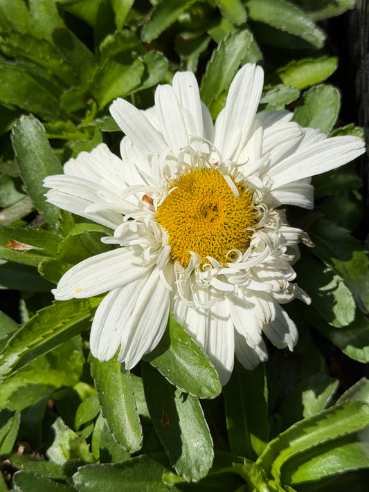 Leucanthemum superbum 'Make My Daisy™ Crazy'