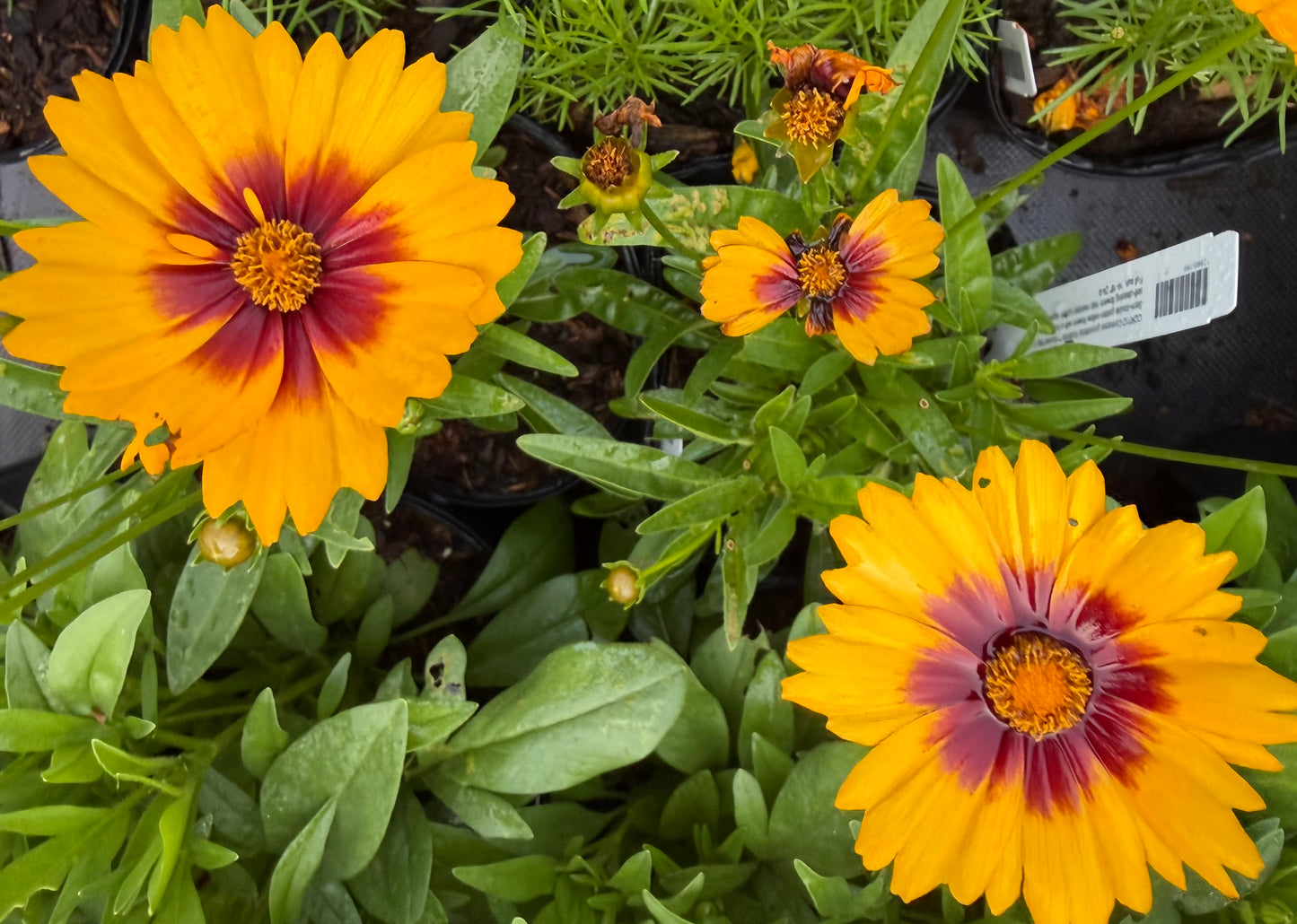 Coreopsis grandiflora 'Solanna™ Sunset Bright' (Tickseed)