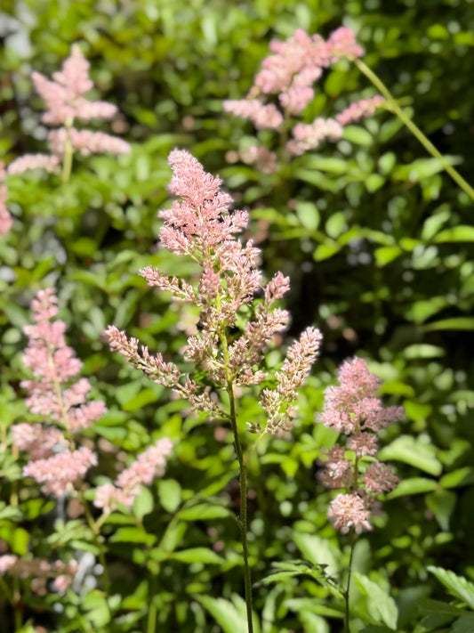 Astilbe arendsii 'Elizabeth Bloom'