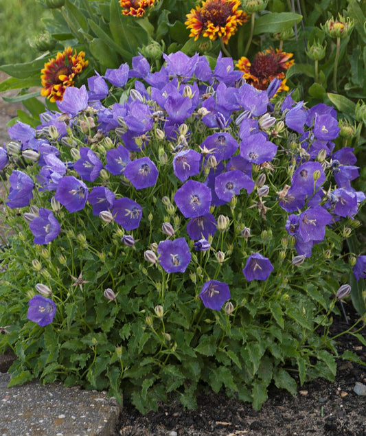 Campanula carpatica 'Pearl Deep Blue'