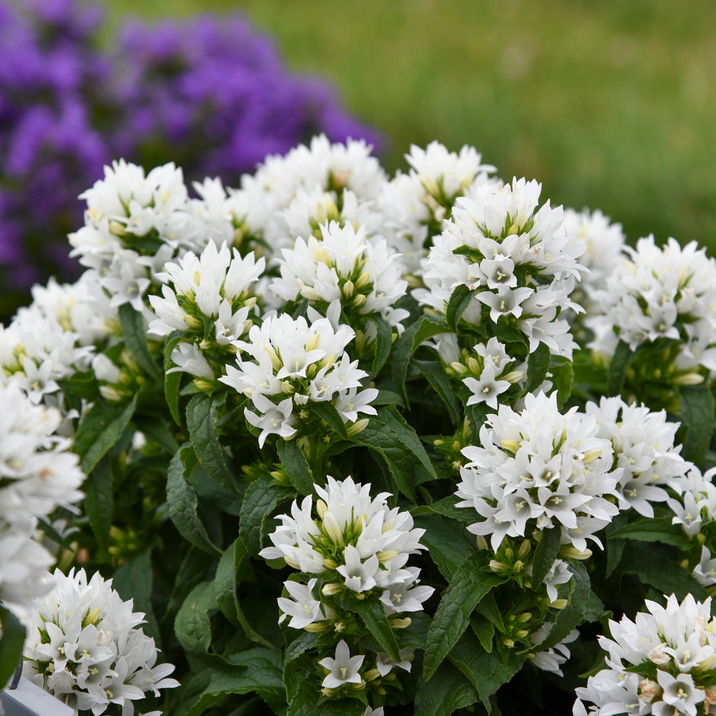 Campanula glomerata  'Angel Bells'