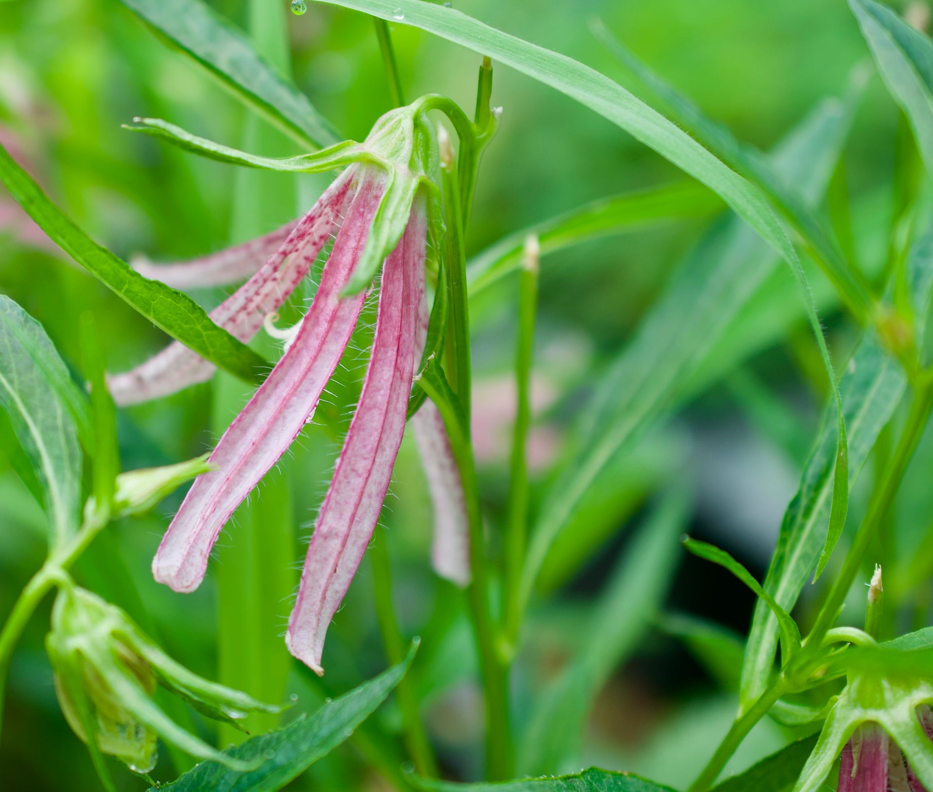 Campanula x 'Pink Octopus' (Bellflower)