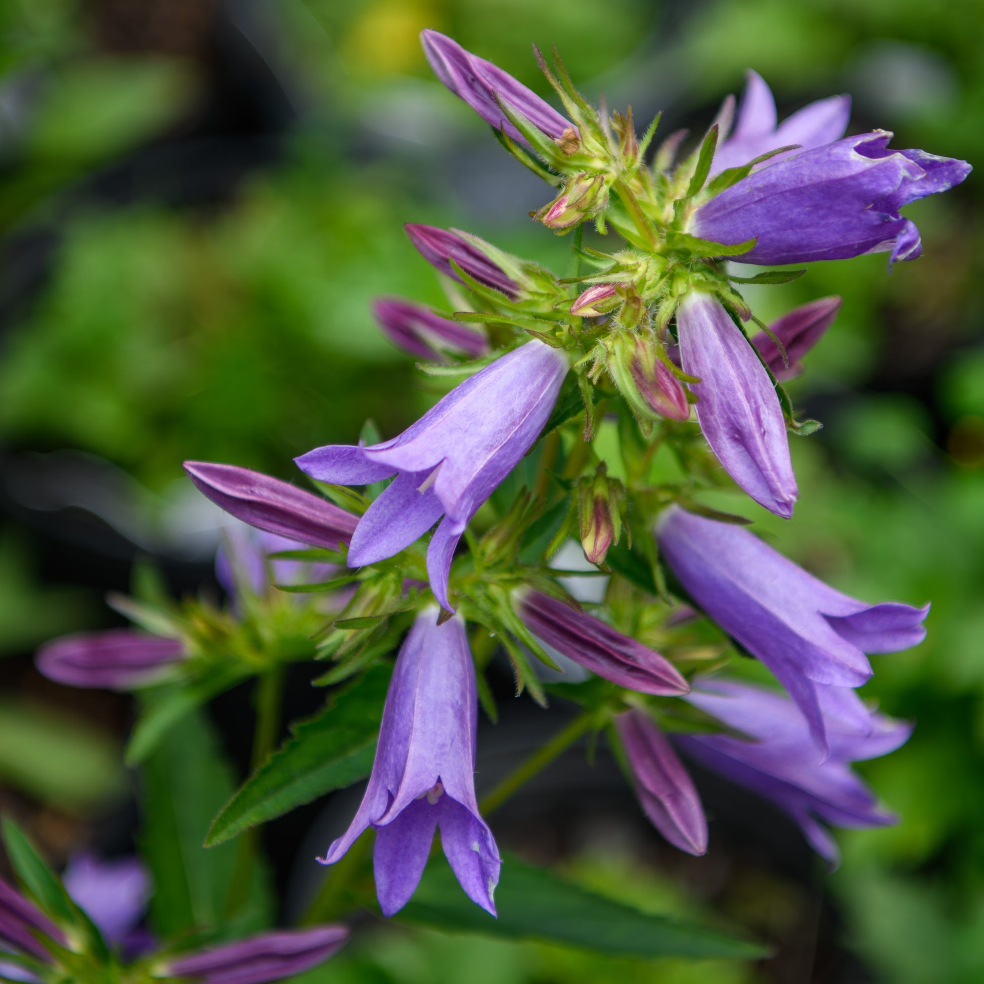 lavender bells plant Campanula x 'Viking' (Bellflower)
