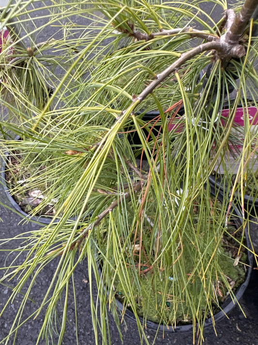 Pinus strobus 'Angel Falls' (Angel Falls Weeping Eastern White Pine)