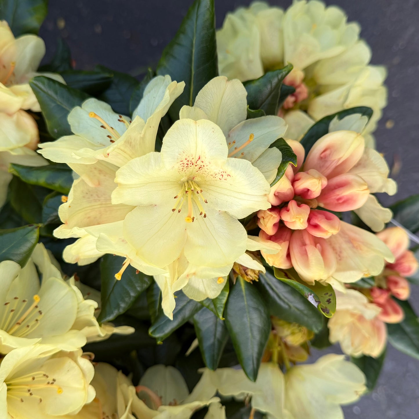 Rhododendron miyama 'Gold Prinz'