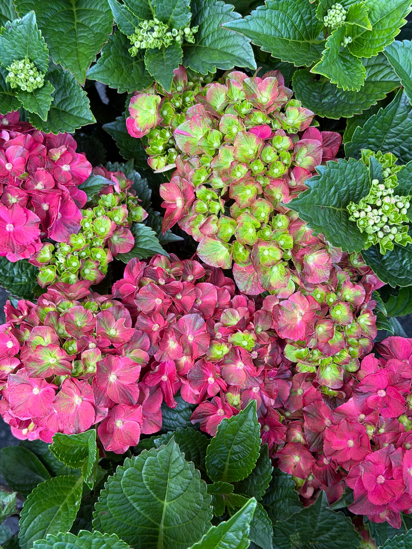 Hydrangea macrophylla 'Cherry-Go-Round'™ (Bigleaf hydrangea)