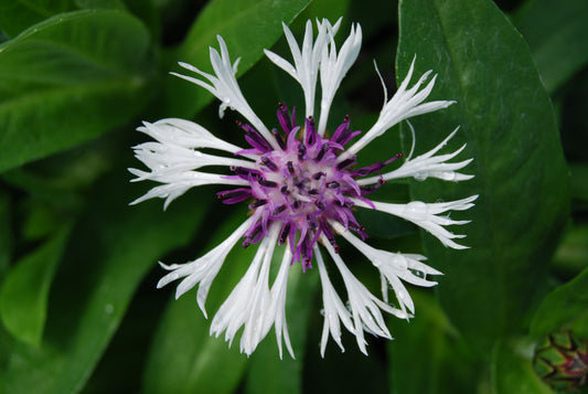 Centaurea montana  'Amethyst In Snow'