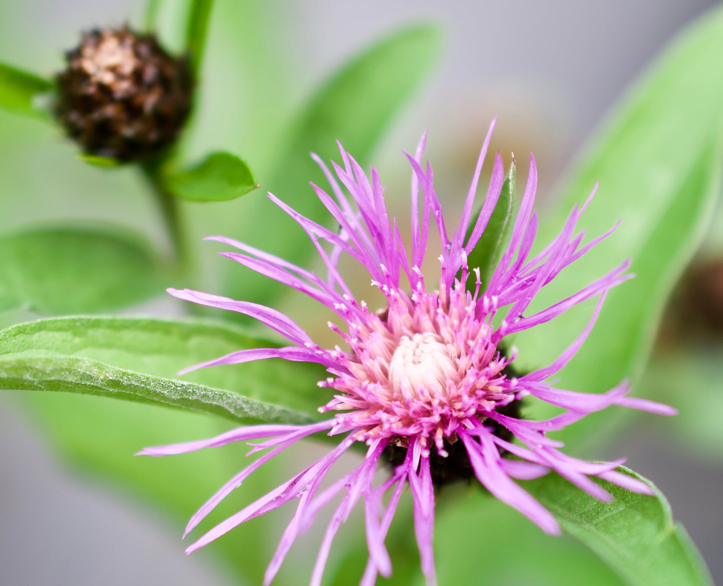 Centaurea nigra