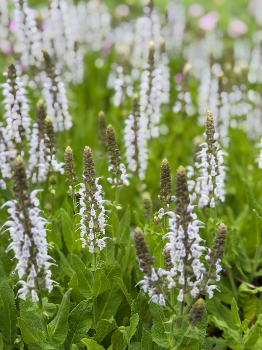Salvia nemorosa 'Bumblesky'
