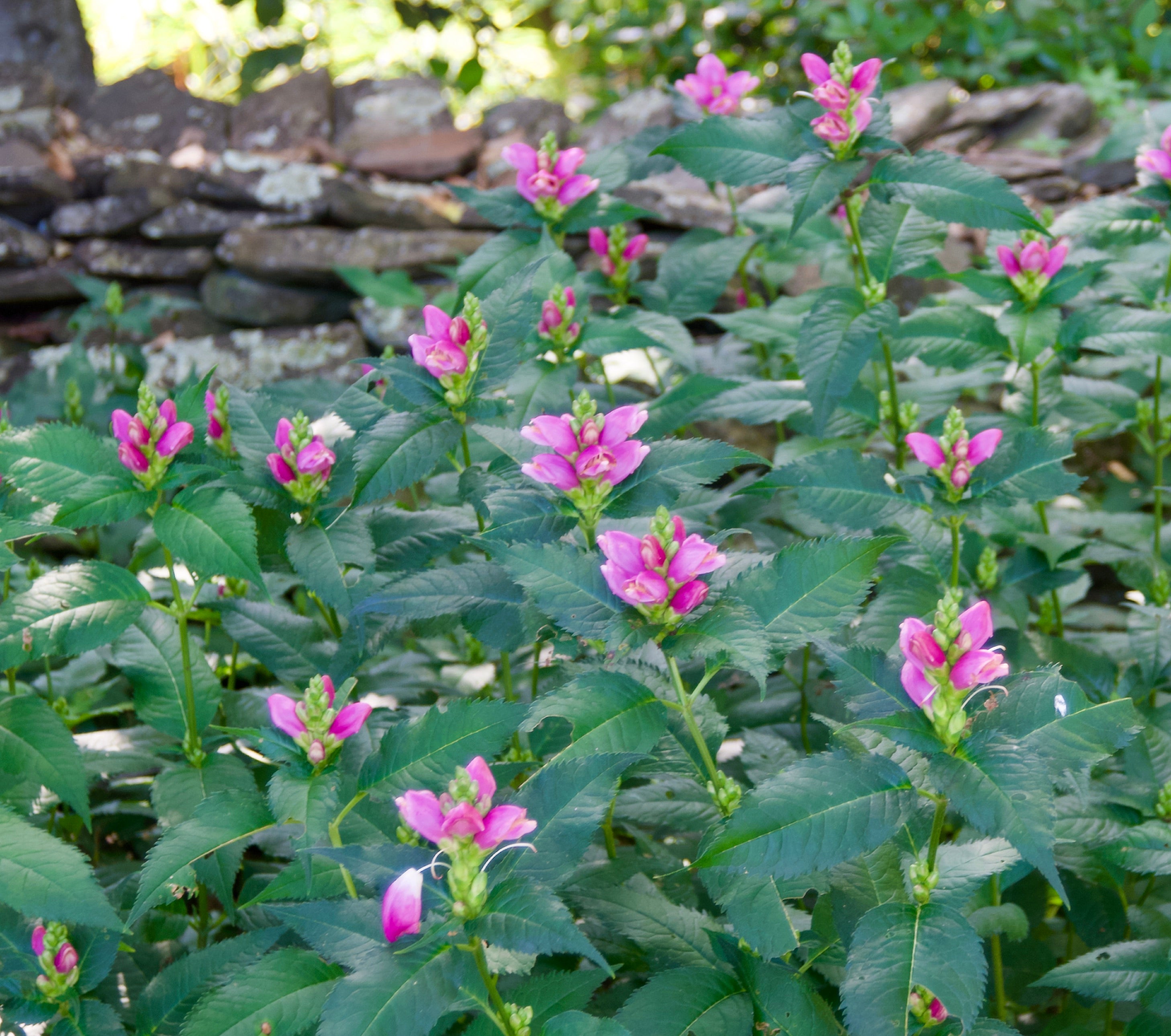 Chelone lyonii 'Hot Lips' – Fieldstone Gardens Inc