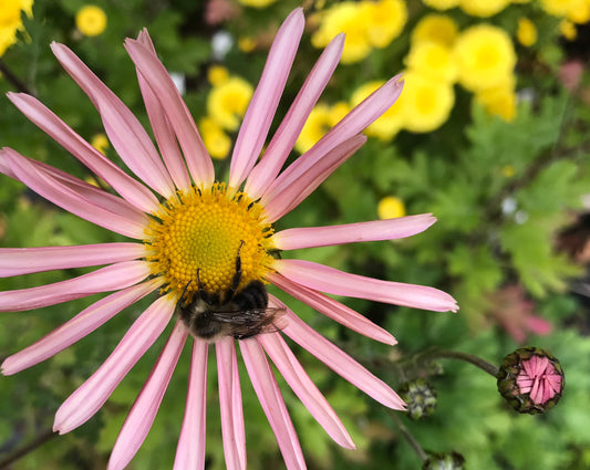 Chrysanthemum superbum  'Sheffield'