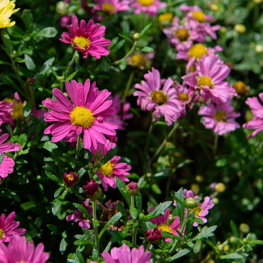 Chrysanthemum x morifolium 'Mammoth Lavender Daisy'