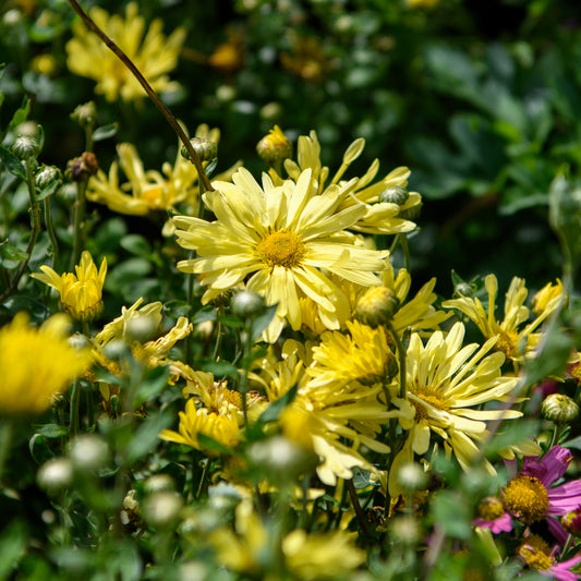 Chrysanthemum x morifolium 'Mammoth Yellow Quill'