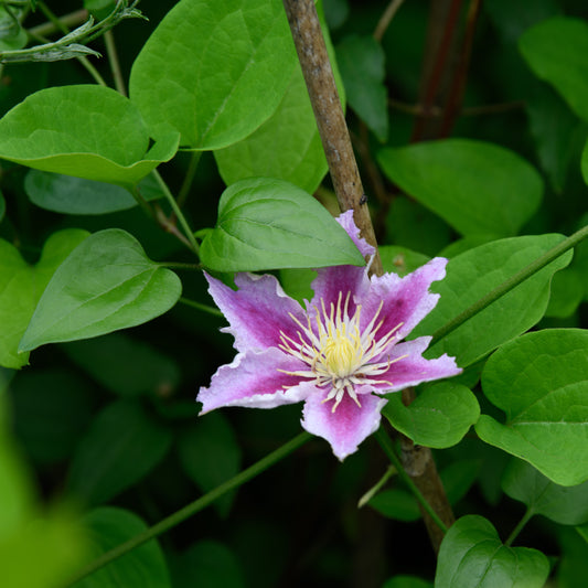 Clematis x hybrida 'Piilu'