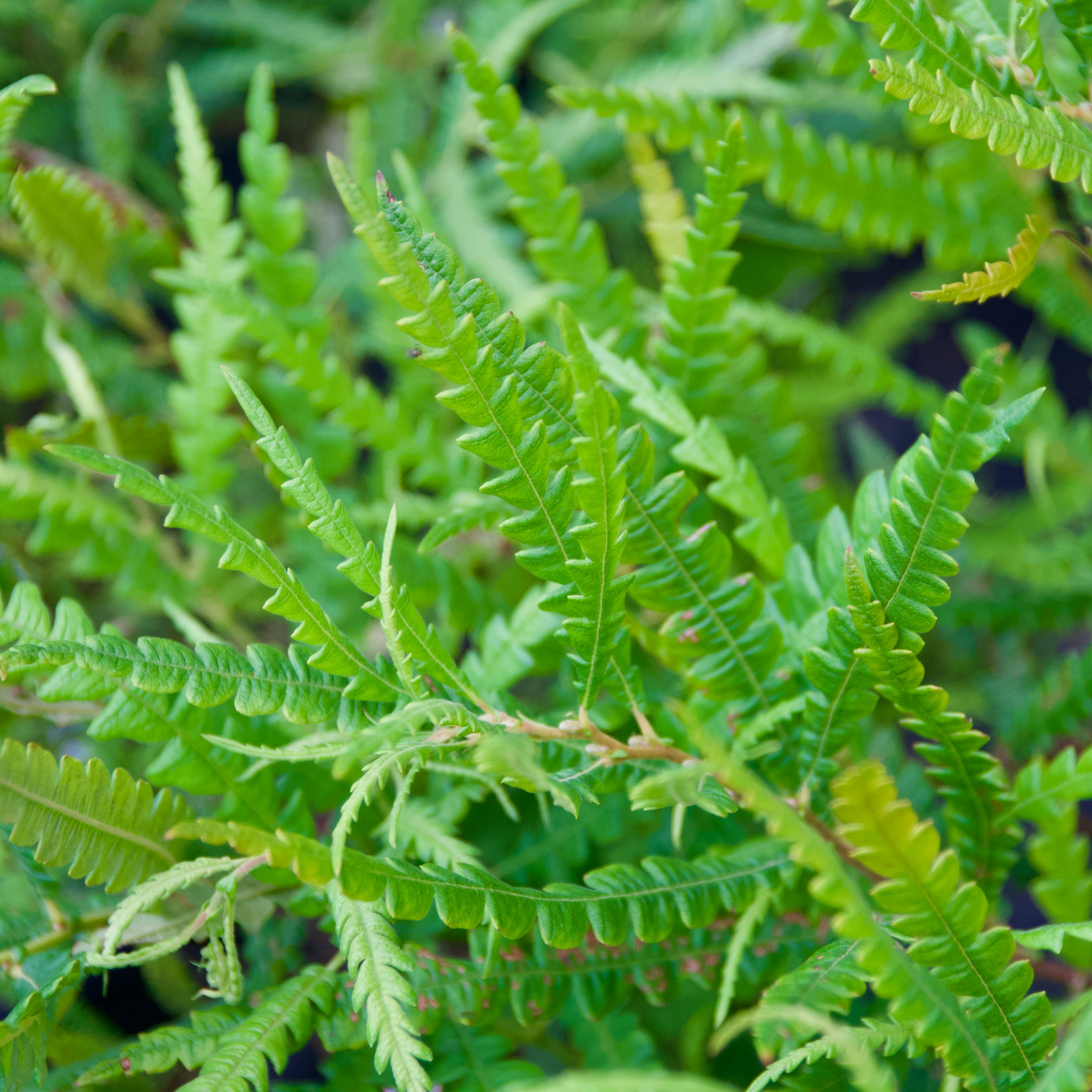 Comptonia peregrina (Sweet Fern) – Fieldstone Gardens Inc