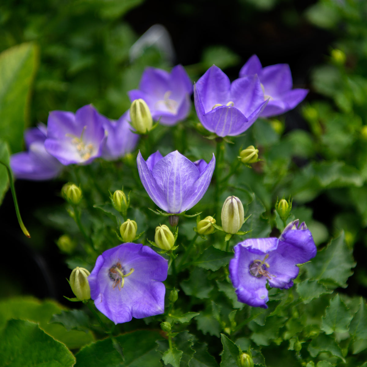 A group of vibrant violet blue bellflowers (Campanula carpatica) with dark green foliage.
