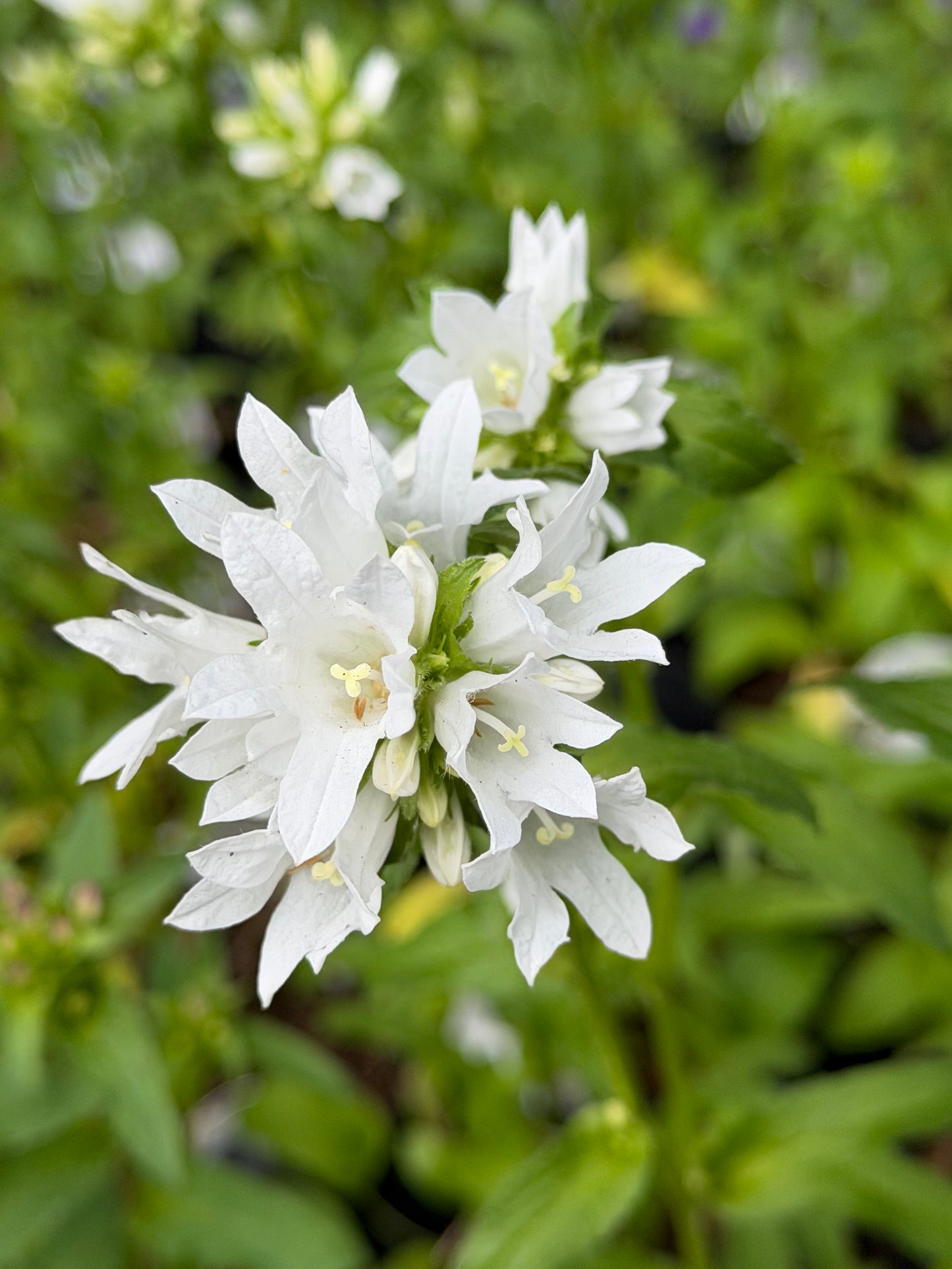 Close-up of white flowers with a blurred green background