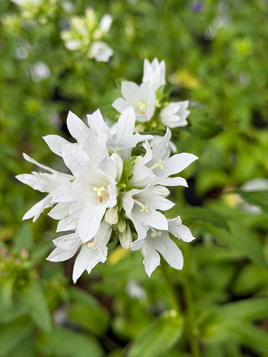 Close-up of white flowers with a blurred green background