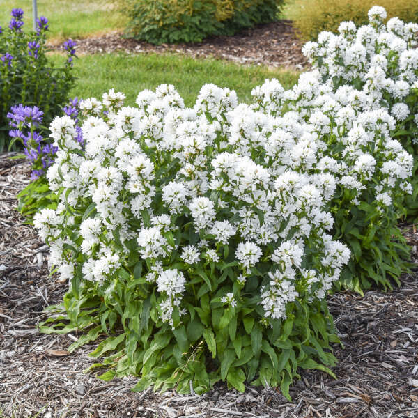 Campanula glomerata 'Angel Bells'