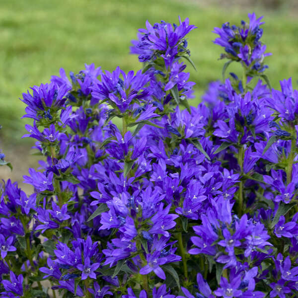 Campanula glomerata 'Bells and Whistles'
