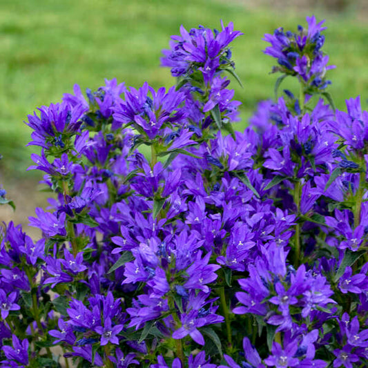 Campanula glomerata 'Bells and Whistles'
