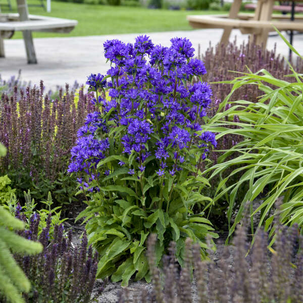 Campanula glomerata 'Bells and Whistles'