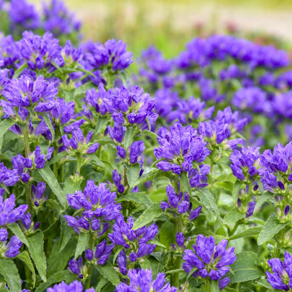 Campanula glomerata 'Bells and Whistles'